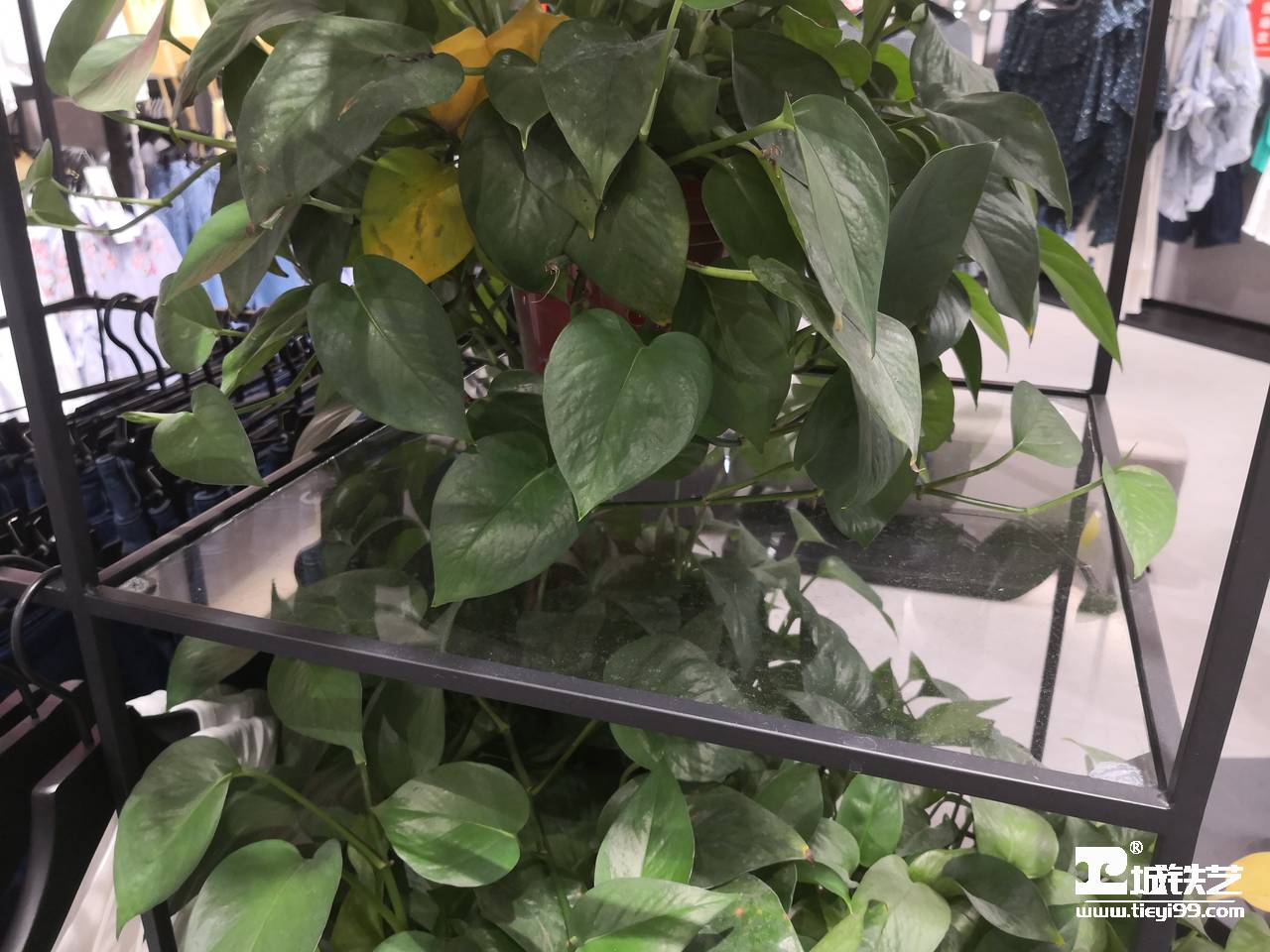 铁艺货架/铁艺陈列架/铁艺置物架THJ2107-案例赏析-实景拍摄