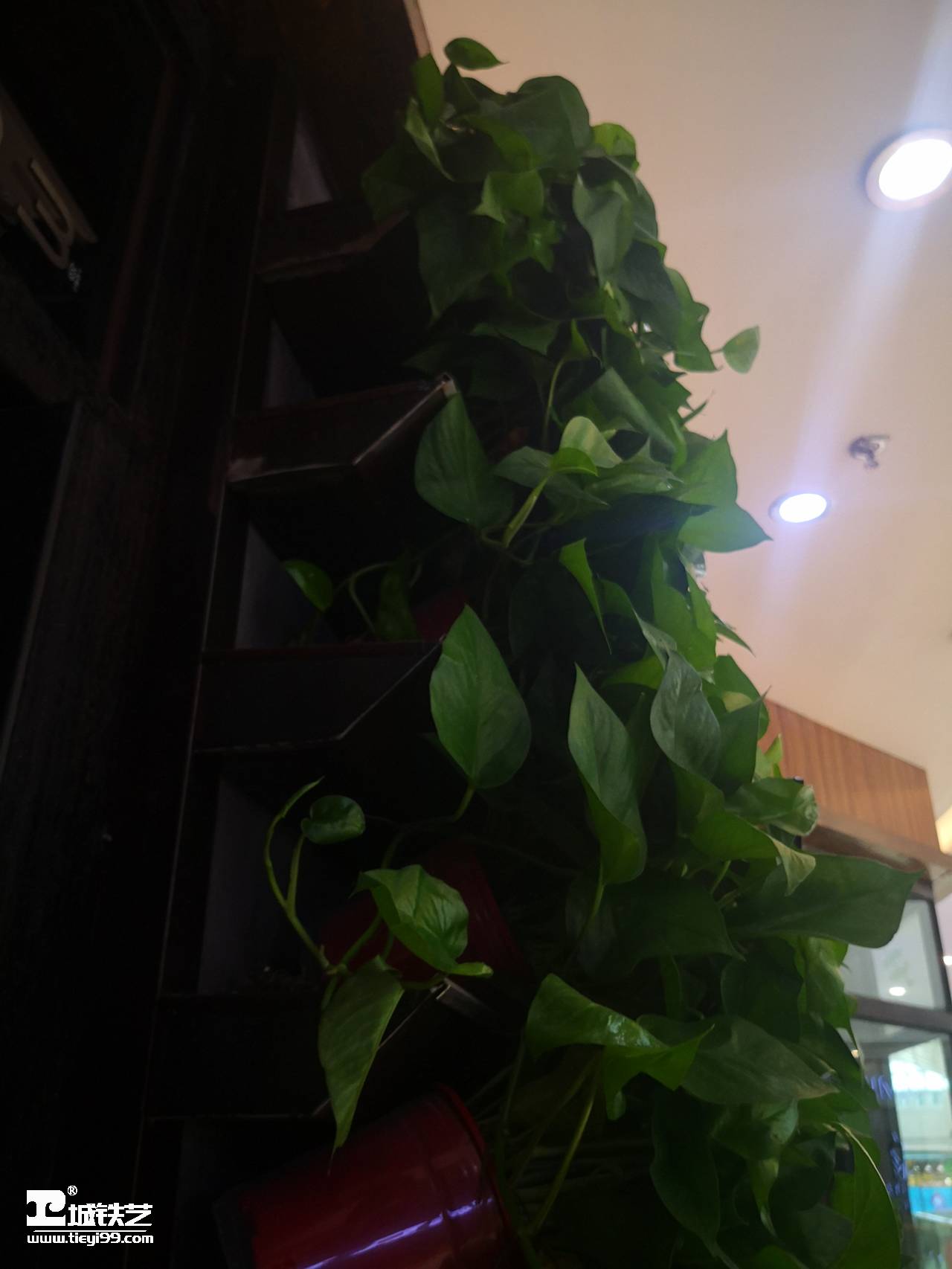 铁艺墙饰|铁艺墙花TQS2110-实景图3