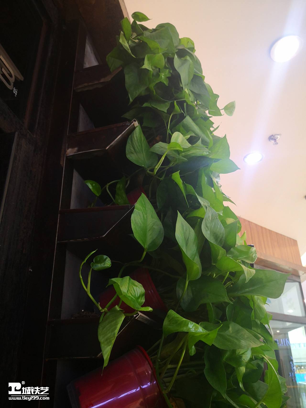 铁艺墙饰|铁艺墙花TQS2110-实景图4